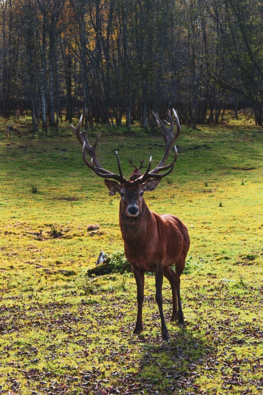 the large brown deer stands in the middle of a field