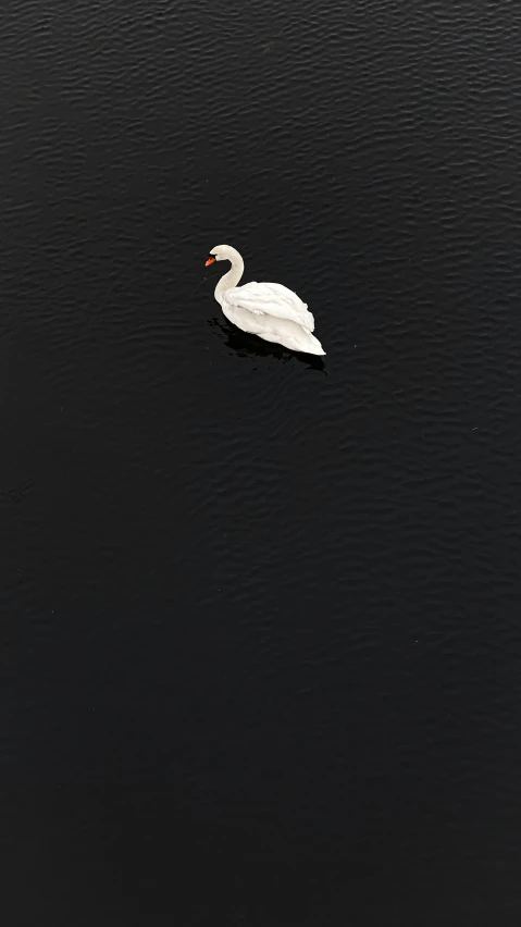 a white swan floating on top of water