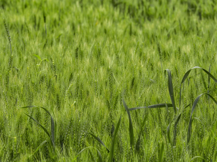 lush green grass field with fence in background