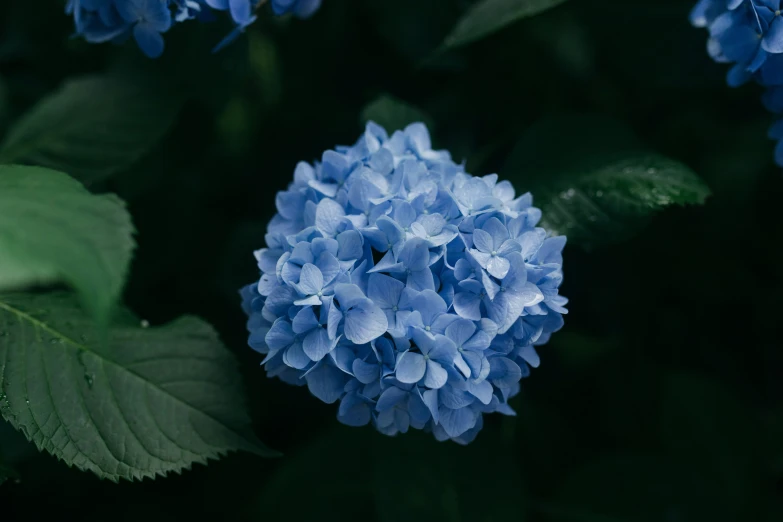 a blue flower is pictured on a nch