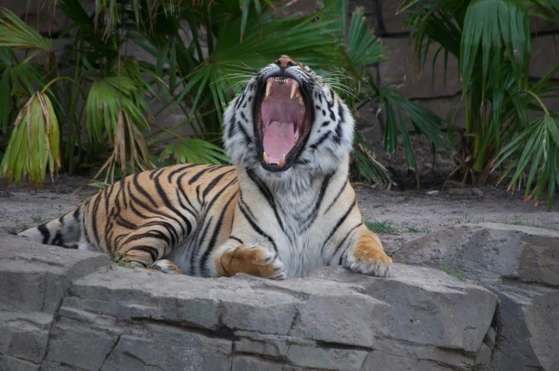 a large tiger is yawning and sitting on a wall