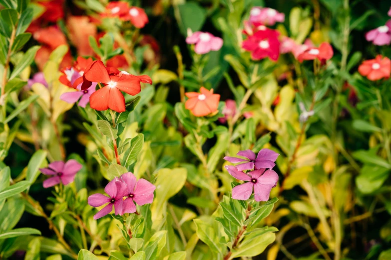 a bunch of flowers that are on top of plants