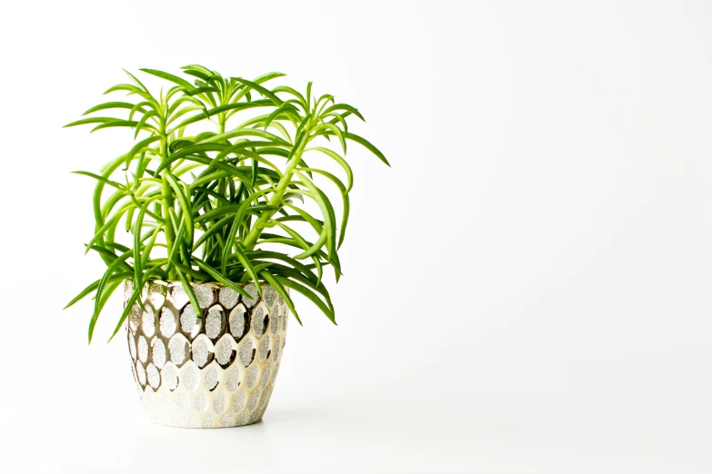 a potted plant with very thin green leaves