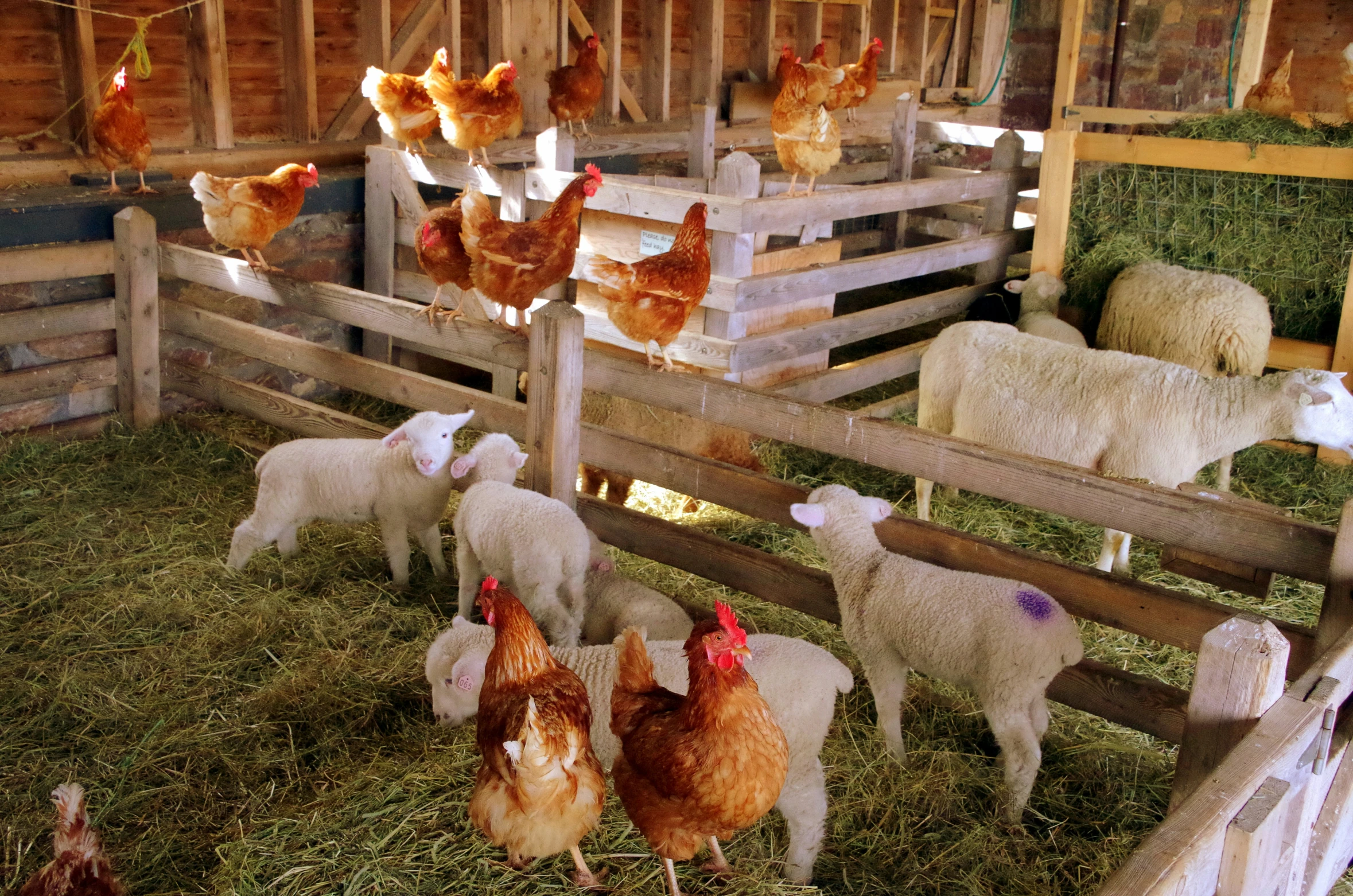 several chickens and sheep eating hay in an indoor pen