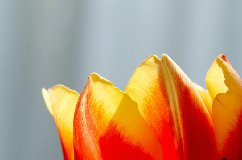 an orange and yellow flower that is blooming