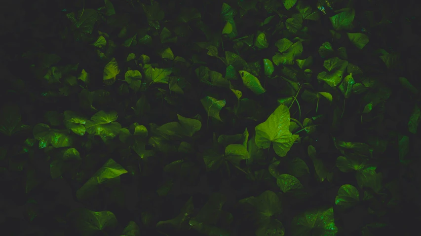 a close up view of several leaves, from below