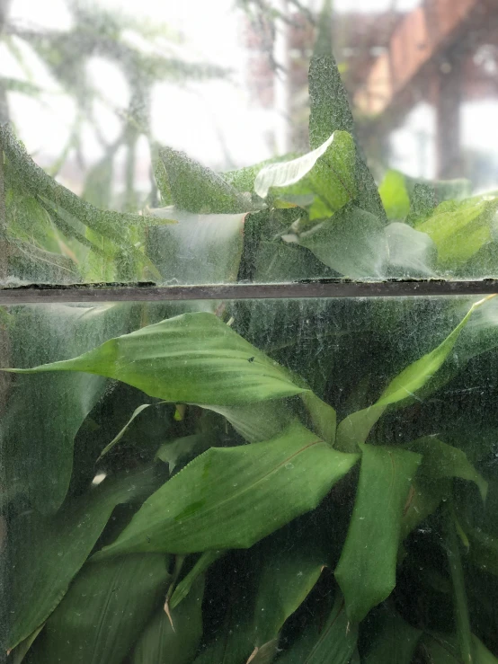 an outdoor plant is growing outside through the rain