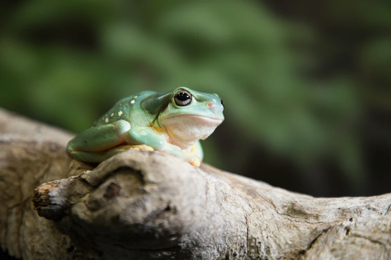 an image of a green frog on the tree limb