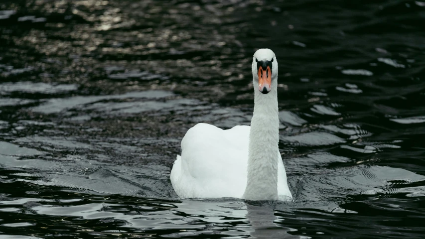 a swan is floating on the water looking for food