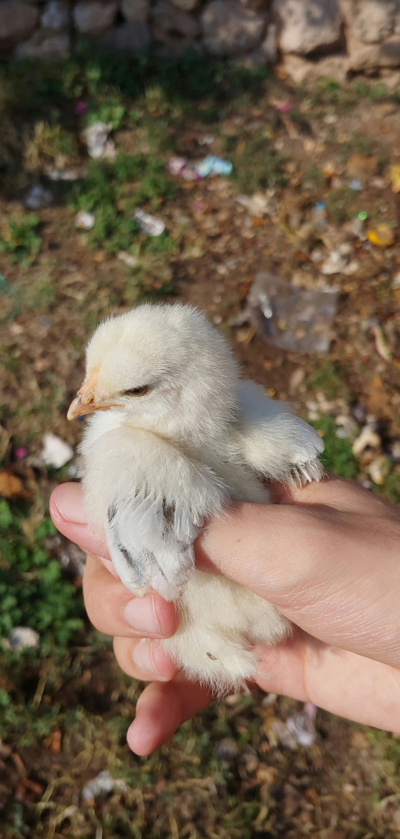 a white bird is being held up in someones hand