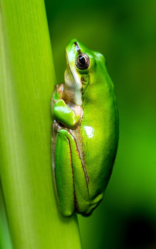 the green frog is hanging on to a plant leaf