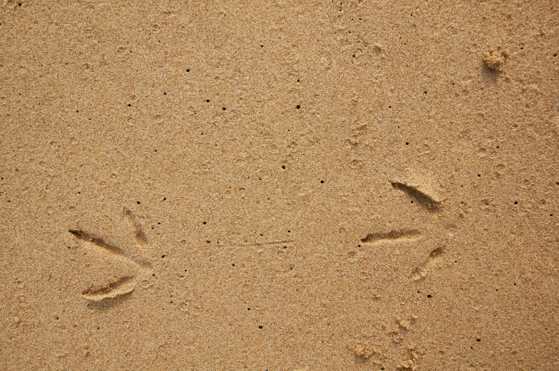 the image is of an animal print in the sand