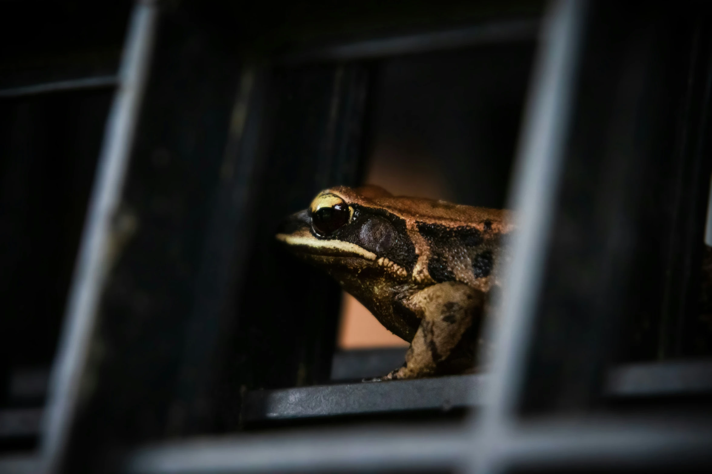 frog looking out of its cage at the camera