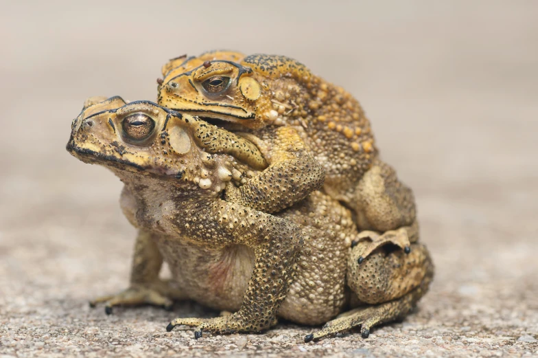 two large toad toad frogs that have a pair of glasses on their heads