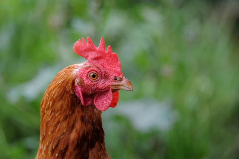 a rooster that is looking straight ahead and happy