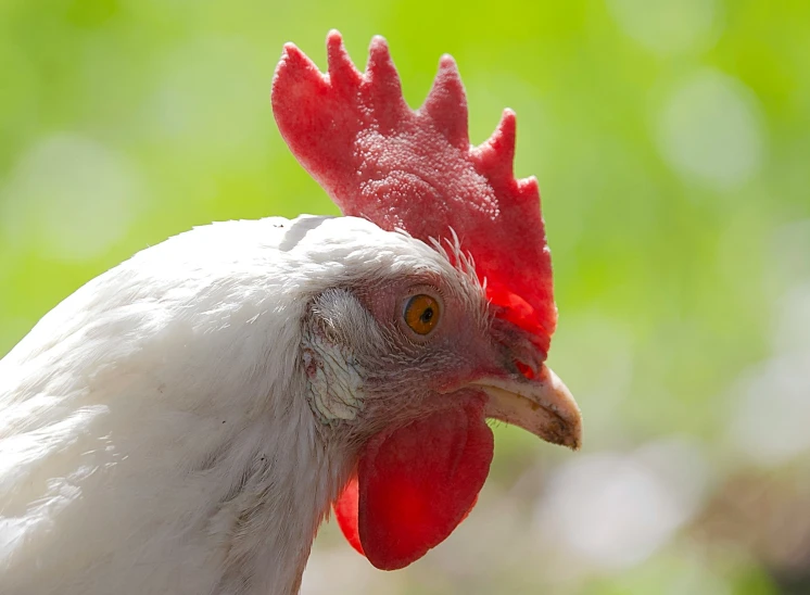 a close up of a rooster's face on the outside of it