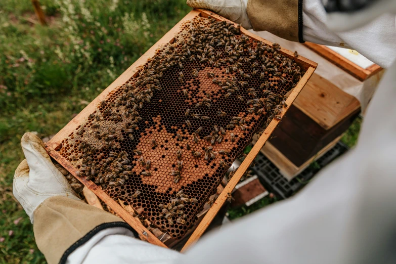 a man holds a large beehive full of bee combs