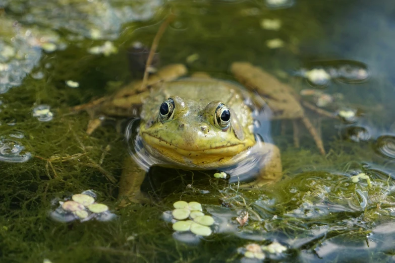 an up close po of a frog in the water