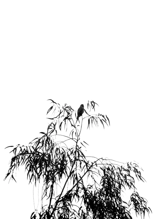 black and white pograph of a bird perched on a tree