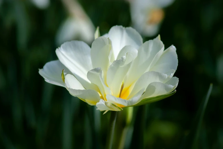 a white flower with yellow center sits in a garden