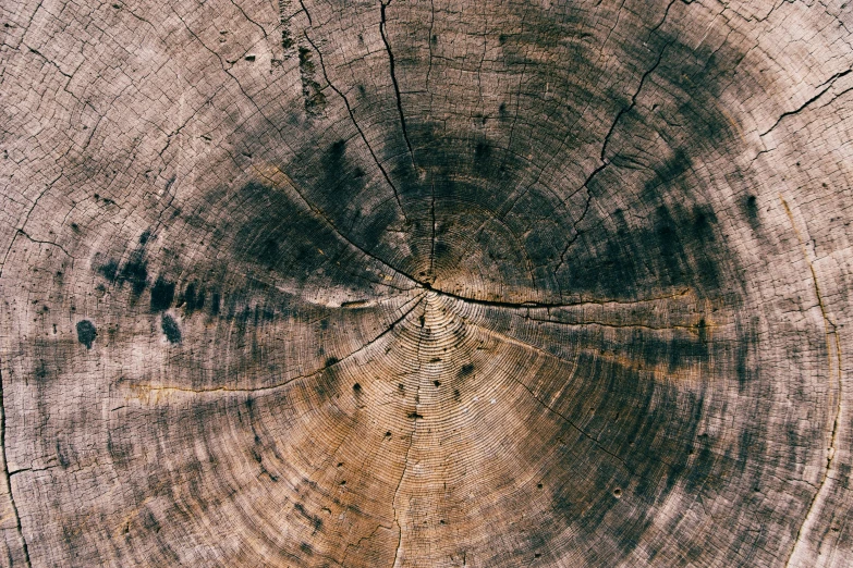 the rings of a tree are seen in this po