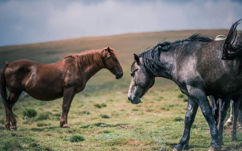 two horses are in the field together