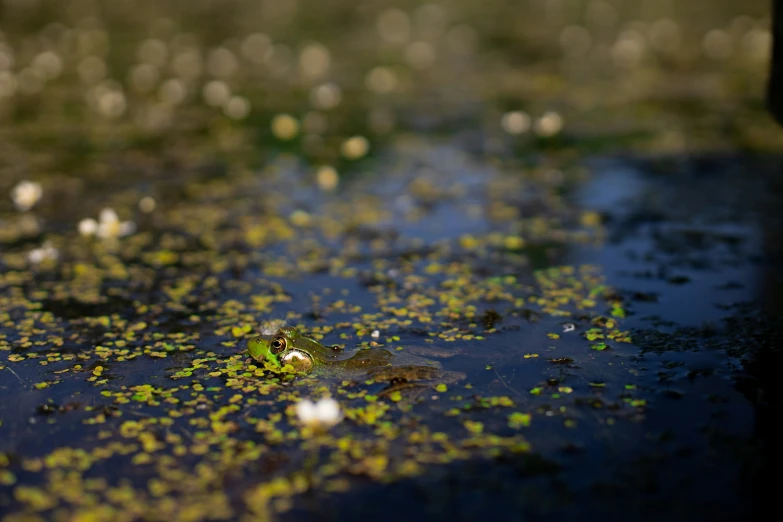 a group of little green plants floating on top of water