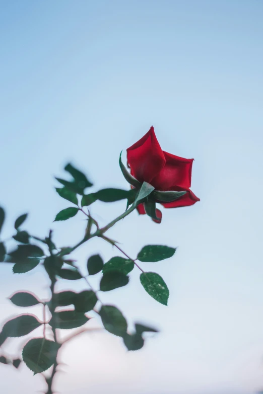 a single flower sitting next to another plant