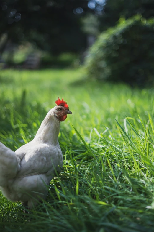 a white chicken is standing in the grass