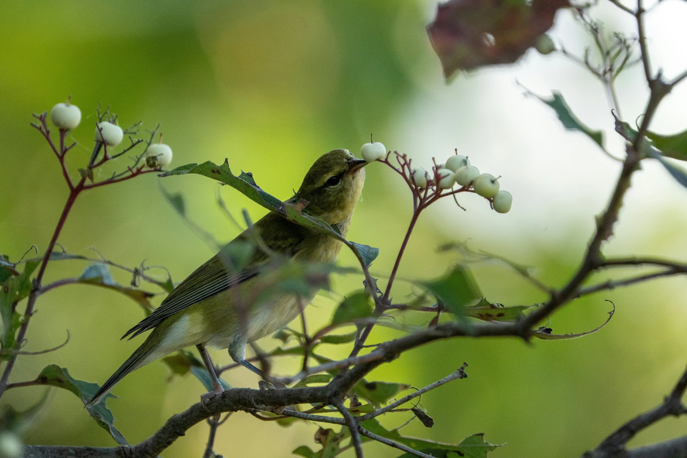 a small bird sitting on a nch with small flowers