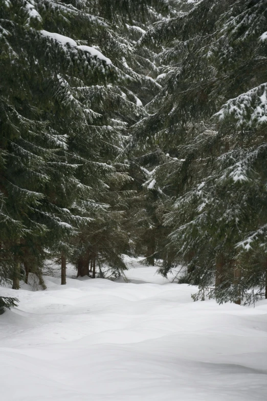 a person riding skis on a snowy surface