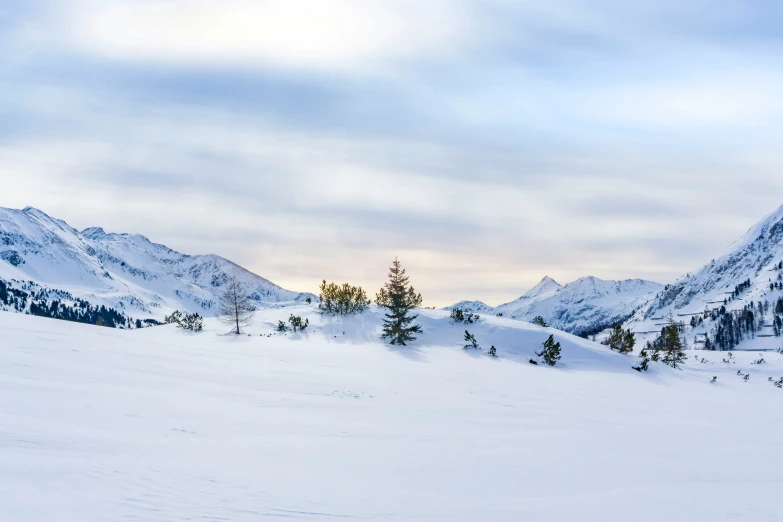 the skier is standing near tall trees in the snow