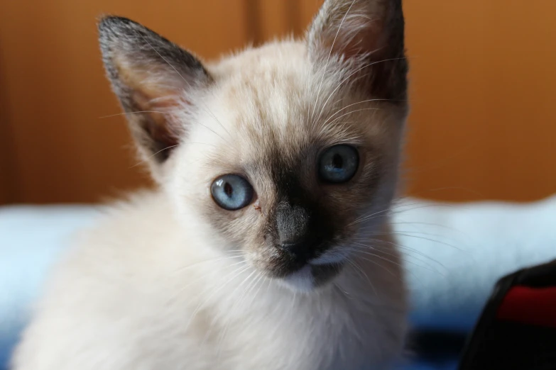 a cat with blue eyes is sitting on a blanket