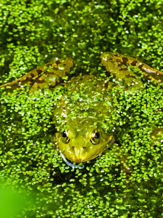 a small frog is sitting in the grass