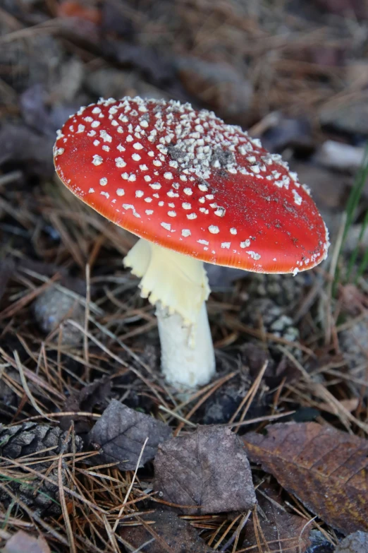 a single mushroom with a white top is on the ground