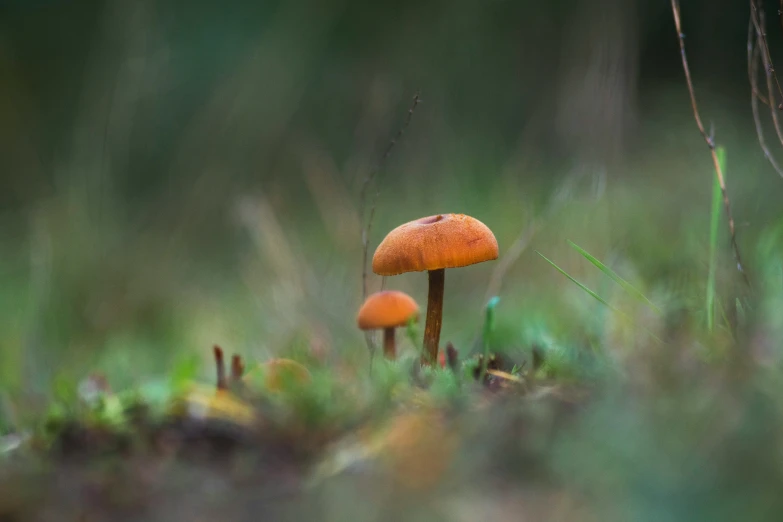 there is an orange mushroom sitting on the grass