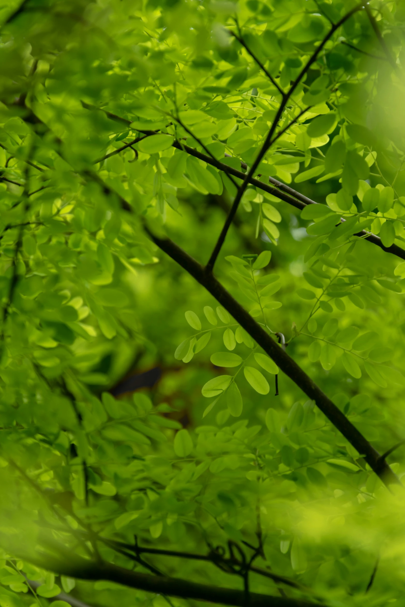 some green leaves in the shade on a sunny day