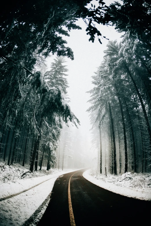 snow blankets a snowy road in the forest