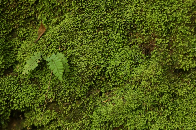green moss growing up the side of a building