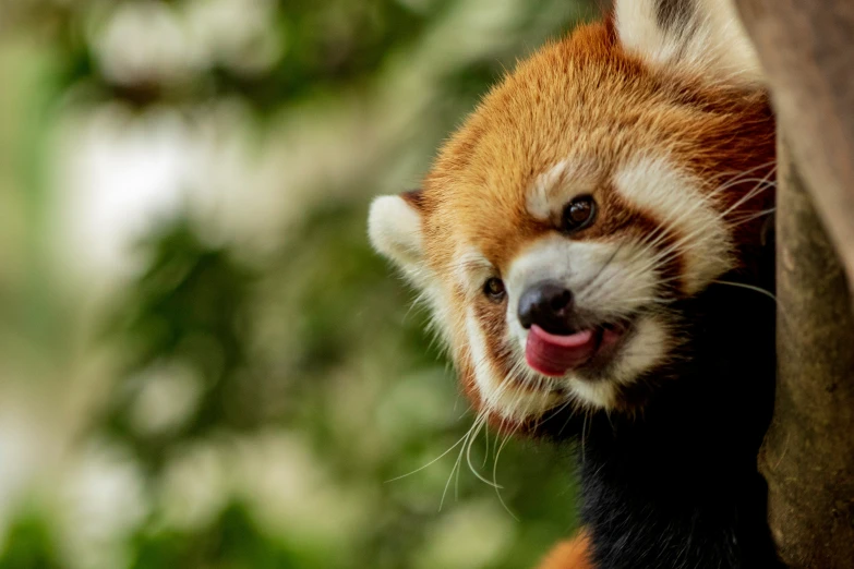 a red and white animal sticking out its tongue