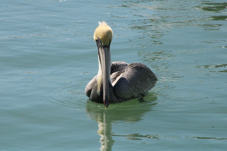 a bird is sitting in the water