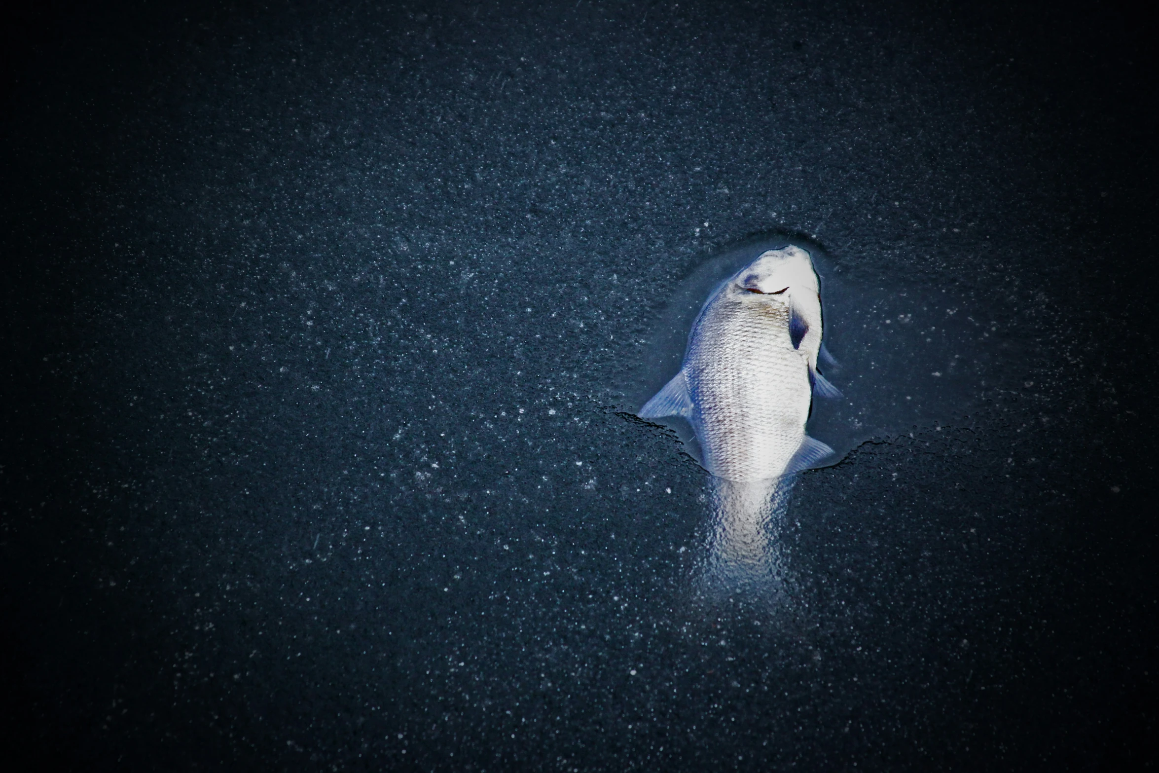 fish with eyes open swimming in water on a dark night