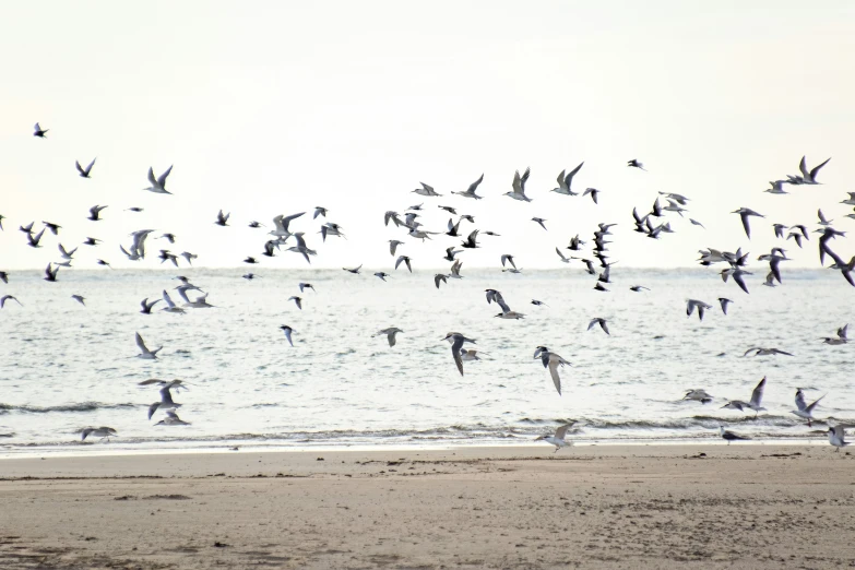 there are many birds flying over the beach