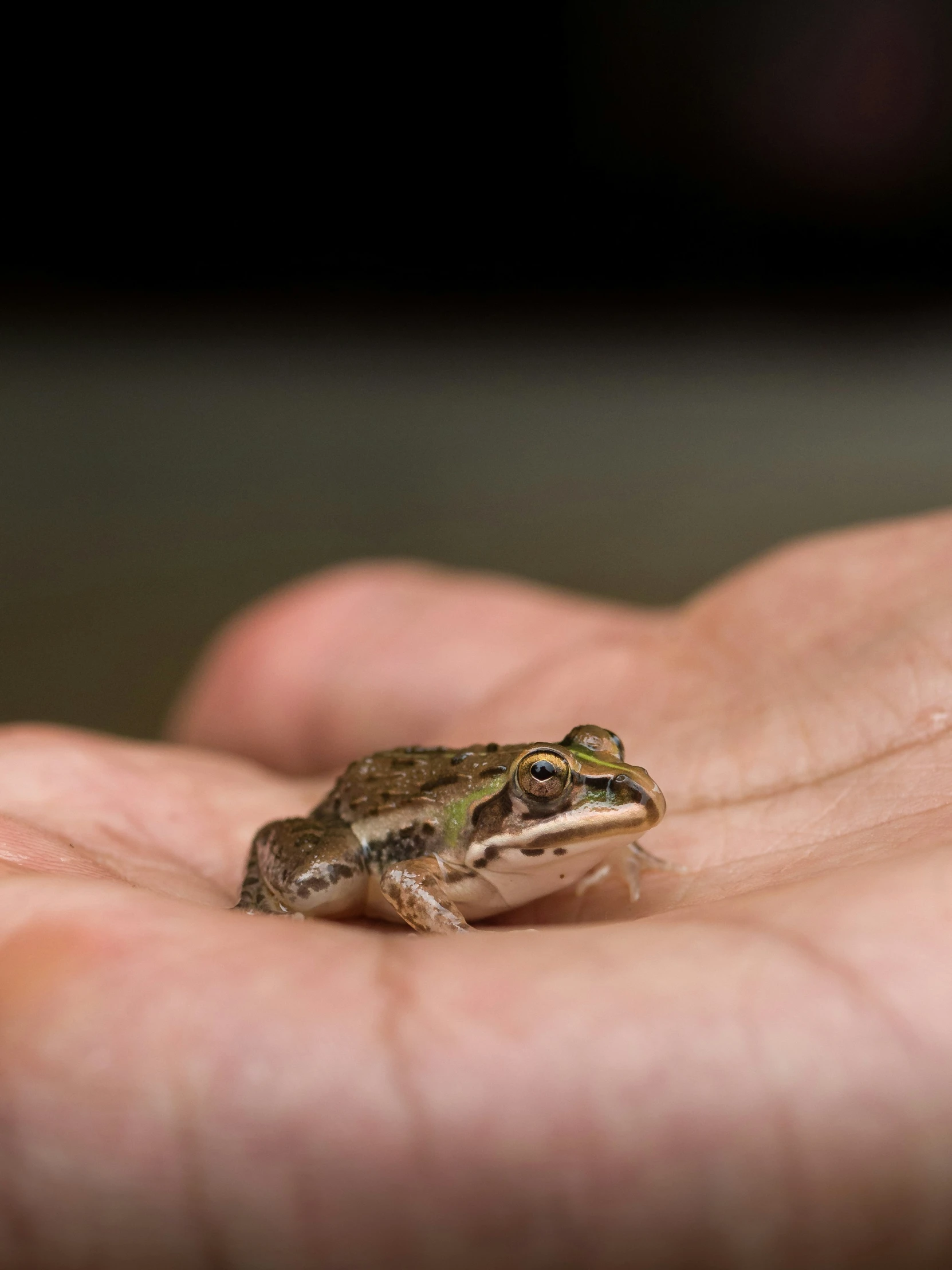 a frog sitting on a persons hand that is outstretched