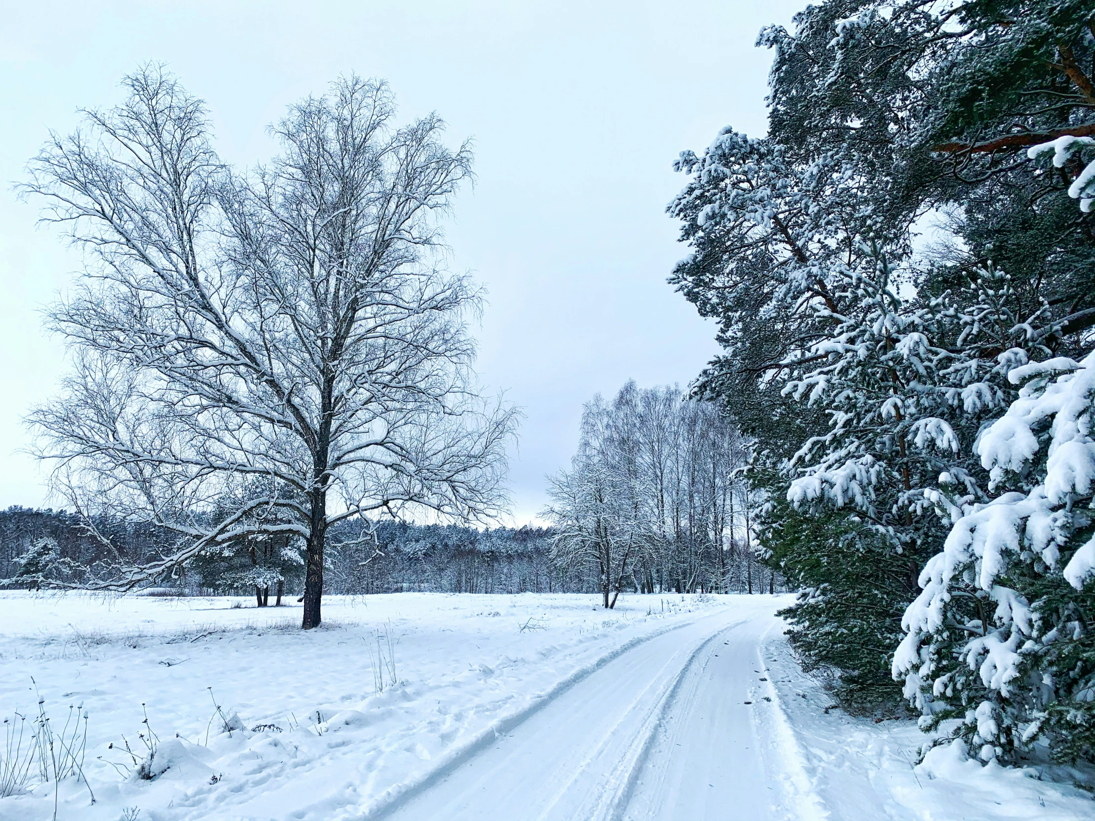 a pathway is covered in snow and has trees on both sides