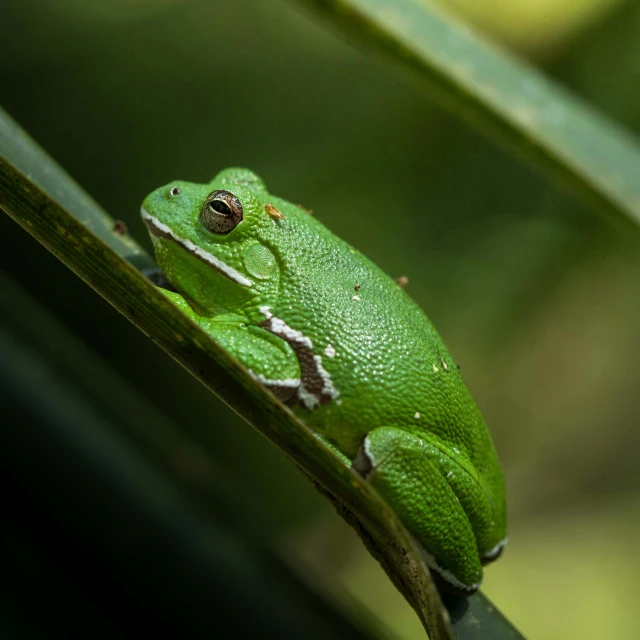 a small frog sits on a plant stem