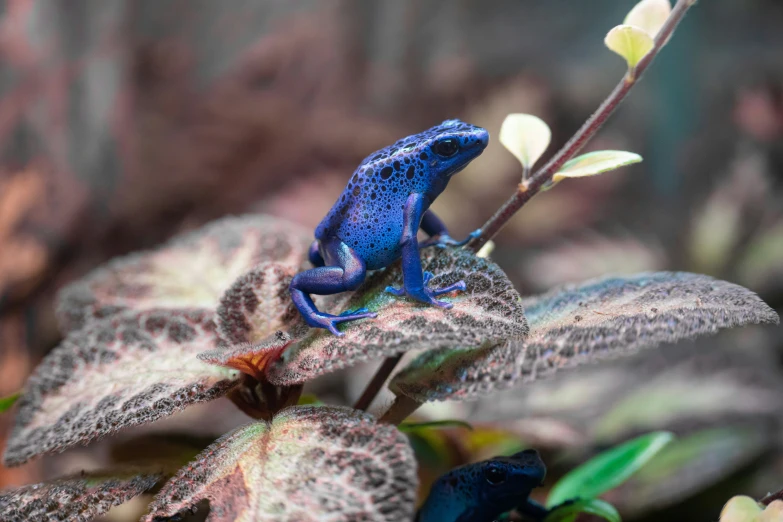 a blue frog is perched on a purple plant