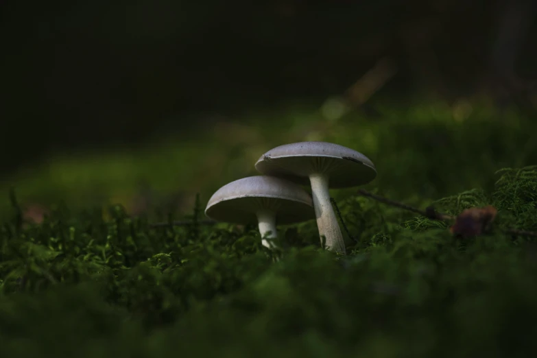 two mushrooms are shown sitting on the grass