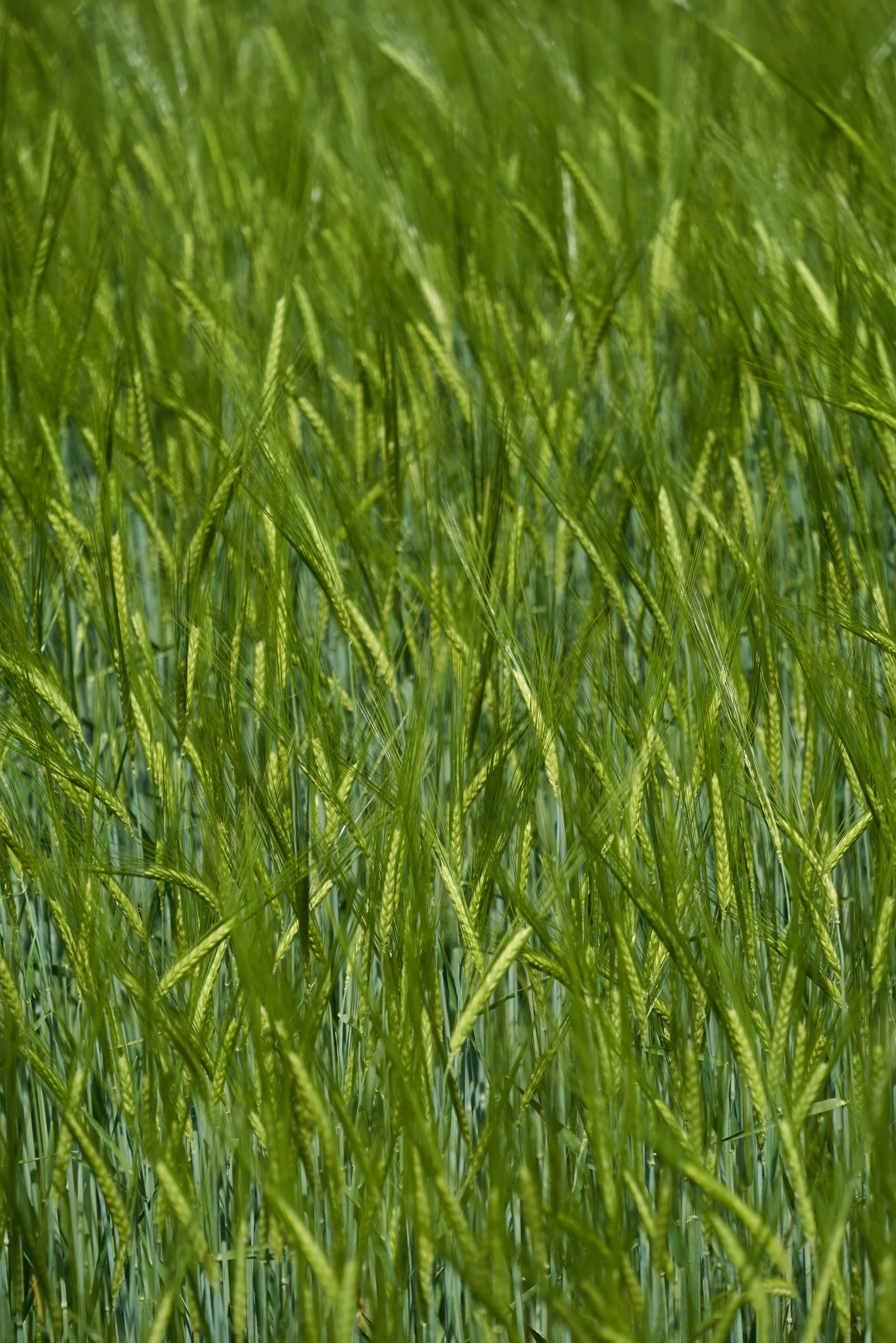 a green field is covered in leaves with little yellow dots