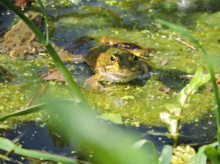 a frog is swimming on the water's surface